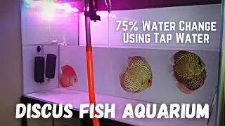Using Tap Water In My Discus Fish Aquarium | Major Water Change | In Hindi