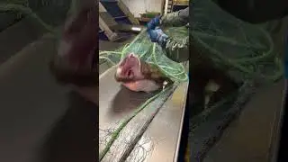 Monkfish