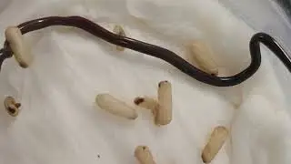 The world's smallest snake(Indotyphlops braminus) eats ant pupae.