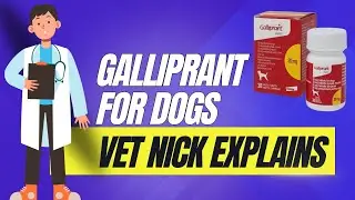 Galliprant for Dogs - Vet nick Horniman explains how it works and how to buy it affordably