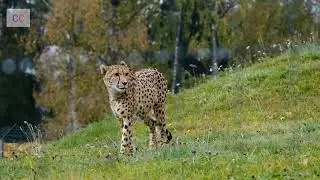 Tiger in Jungle. qeerransa  daawwadha