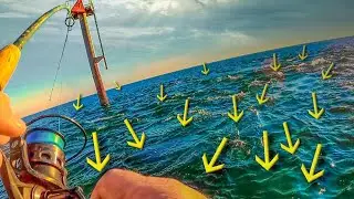 INSANE JETTY FEEDING FRENZY - Thousands of Pelagics Right at Our Feet