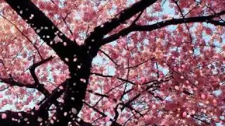 Instrumental Music: Kaoru Wada - Affections Touching Across Time II