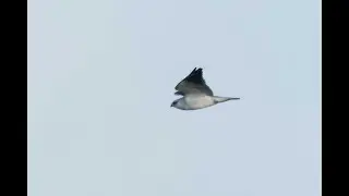 Black-winged Kite, Ludham Bridge, Norfolk, 30/12/25