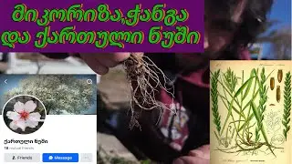 საშინელი სარეველას ძალიან კარგი თვისება
