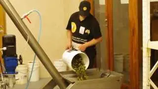 villa pileggi extra virgin olive oil production process