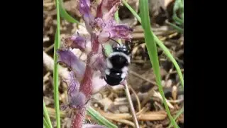 Melecta obscura  on  Orobanche minor Greece by Theo