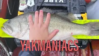 BIG TOPWATER BLOWUPS FROM SPAWNING BASS || Spring Bass Fishing