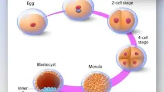 Human Reproduction #Cleavage #Morula #Blastula #12thBio