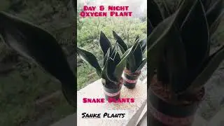 Day & Night Oxygen Plant - Snake Plant.