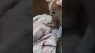 Kucing Lagi Mimpi Nyatain Jilat - Ekspresi Lucunya Bikin Meleleh!