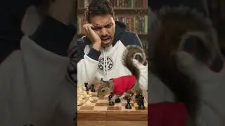 shorts story badly lose in  chess with squrell #videos #videos #facts #new #tranding #shorts #funny