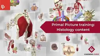 Histology & microanatomy tutorial: Primal Pictures