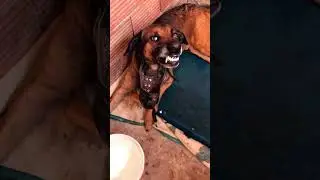 🚨🚨 chien tr&egrave;s agressif 🚨 abonn&eacute;s vous d&egrave;s maintenant 🚨🚨😔😔#dog #animals #doglife