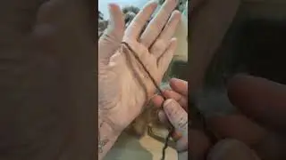 Making Rolags with Ryeland wool