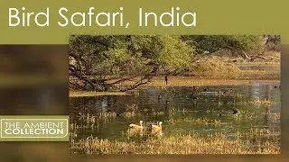 Indian Bird Safari with Water Birds - Tropical Birds and Bird Sounds
