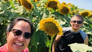 Sunflower field in Arcola Saskatchewan