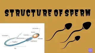 STRUCTURE OF SPERM | SPERMATOZOAN | REPRODUCTIVE BIOLOGY | English | Bio Ocean by Sheethal Maria