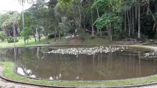 Jardim Bot&acirc;nico + WF-717AH