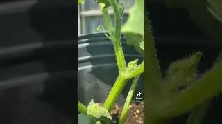 Cucumber tendril. Spiral. Smiths.