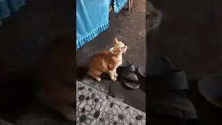 berteman dengan kura kura #cat #turtle