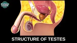 Inside the Testes | Sperm Production & Hormones Explained