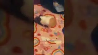 Heidi being cute for 30 seconds [#shorts ]