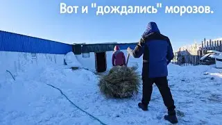 Сельские будни: утро со скотом, домашние вафли и дорога в город. 