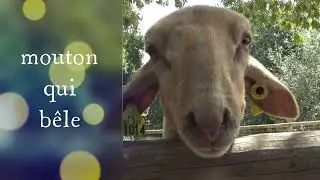 Le Cri du Mouton : B&ecirc;lement du mouton &agrave; la Ferme