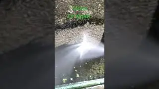 Satisfying deep clean of moss/algae |NODADO TEAM #moss #algae #satisfying