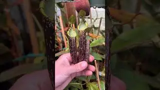 Amazing Nepenthes plant pitchers        #nepenthes #carnivorousplants #carnivorousplantsofinstagram