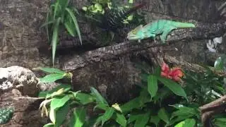 Calumna Parsonii longshot