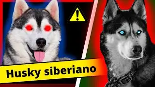 Pontos Positivos e Negativos do Husky siberiano [ Vantagens e Desvantagens da raça Husky Siberiano]