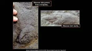 Fossil Dinosaur Tracks