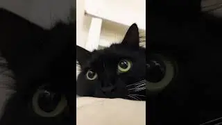 Eyes👁️👁️  #cat #catseyes