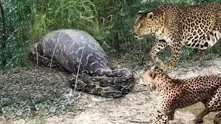 #Videouniquefunnyentertainmentall. Leopards Vs Big Python snake | Real fight most Amazing video.