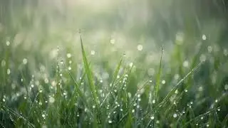 새벽잔듸에내리는빗소리 힐링,스트레스해소,백색소음 ASMR#White Noise#Rain Sounds For Sleeping#the sound of rain#빗소리#힐링#명상