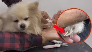 Cut nails dog Pomeranian.