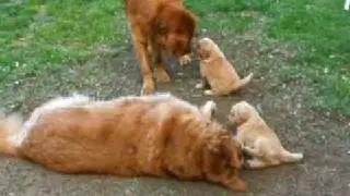 Uncle Jake and Pups