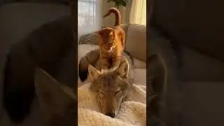 The Calmest Wolf Pup Endures a Cat &ldquo;Repair&rdquo;