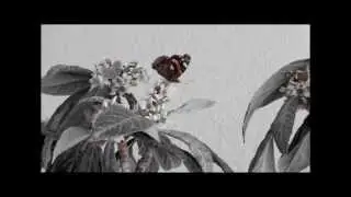 Urban Butterfly (Vanessa Atalanta) Bio Heritage