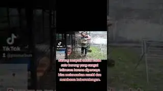 Burung Merpati salah satu burung yg sangat istimewa karena dipercaya bisa lancar rezeki&keberuntung