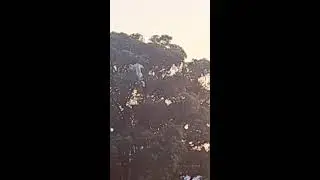 Last update on Casper Ruud up a tree from Willoughby apartment Sydney Australia