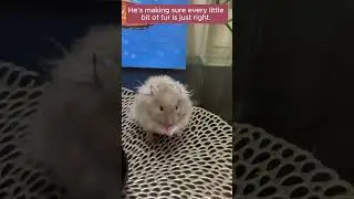 Hamster cleaning #HamsterLove #GroomingTime #AdorablePet