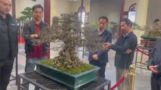 26/12/2025 Khai Mạc sự kiện trưng bày Bonsai HLM Tinh Hoa Việt.