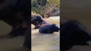 Baby elephant and mom bathing in river | 川で水浴びをする子象と母象 | Wildlife | Animals #elephant #animalplanet
