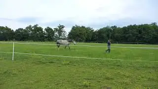 Lucky, le cheval sauvage (2)