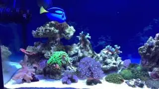 My blue tang