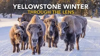 Yellowstone Winter Photo Tour and Workshop (2024 Highlights)