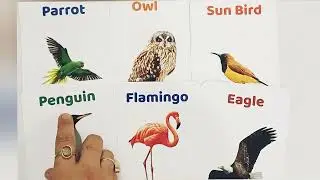 Learn Birds name|birds name for kids|learn Alphabets|educational video for kids|preschool learning